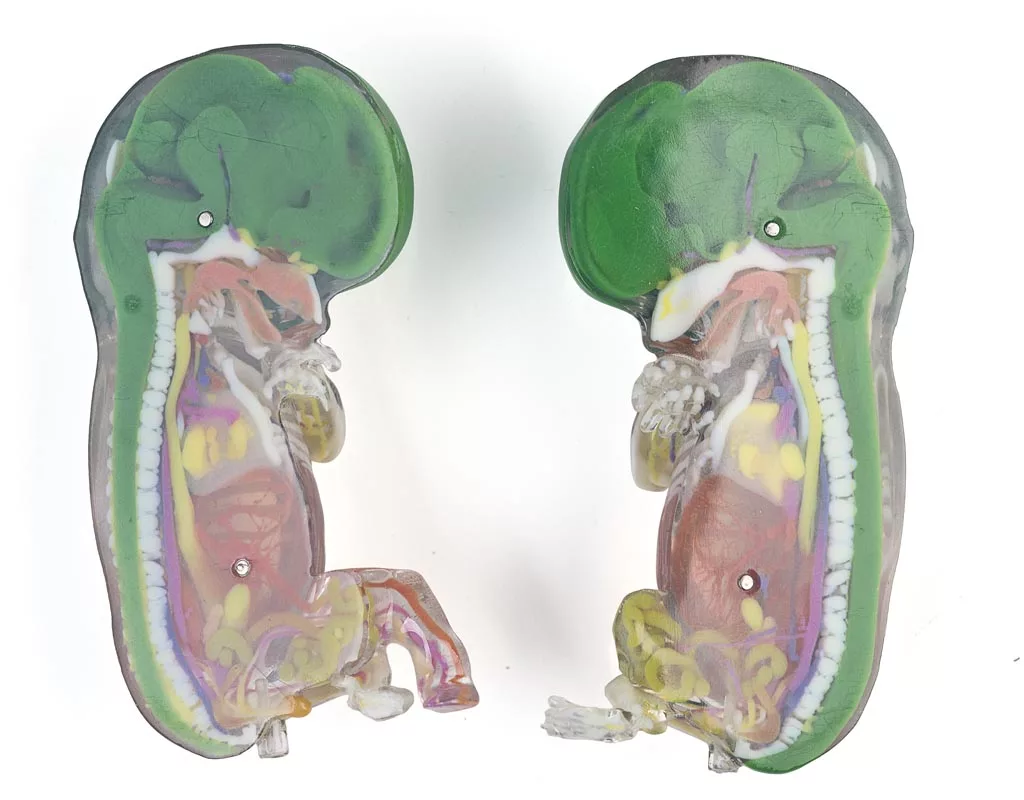 Embroymodelle im PolyJet